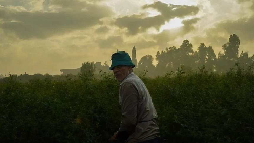Man in field under cloudy sky at dusk.